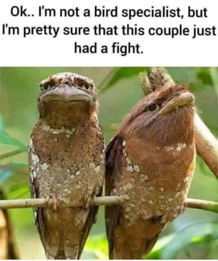 Ok.. I'm not a bird specialist, but I'm pretty sure that this couple just had a fight.
