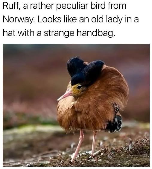 Ruff, a rather peculiar bird from Norway. Looks like an old lady in a hat with a strange handbag.