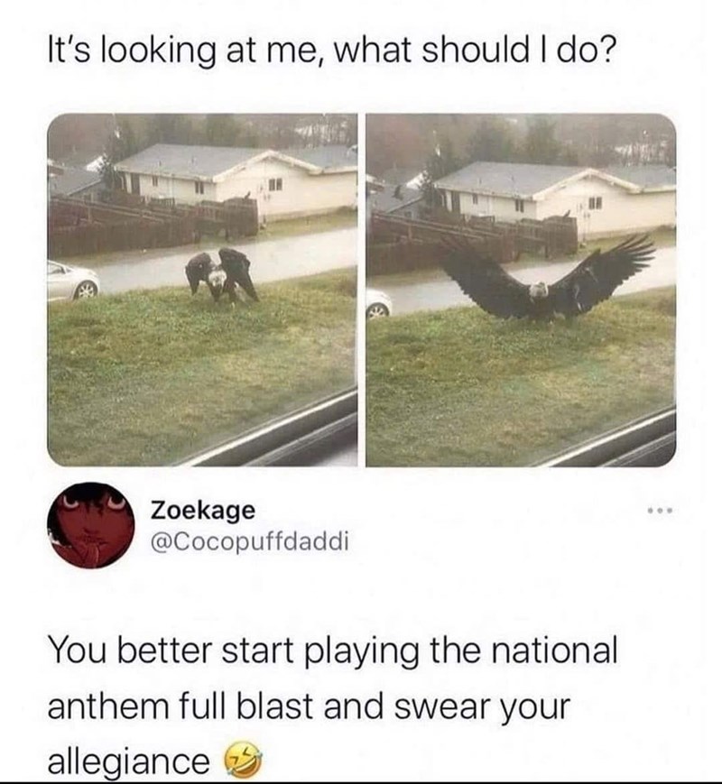 It's looking at me, what should I do? Zoekage @Cocopuffdaddi You better start playing the national anthem full blast and swear your allegiance