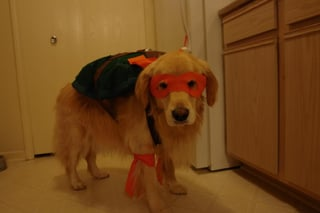 Cheezburger Image 10610893312