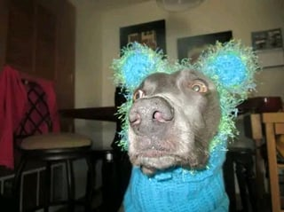 Cheezburger Image 10610893568