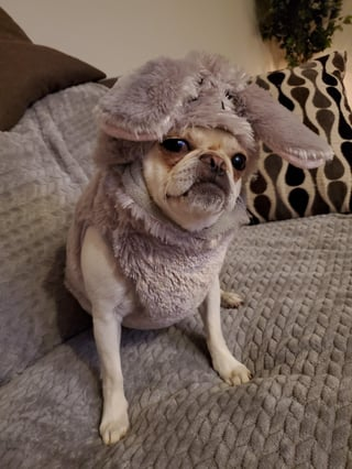 Cheezburger Image 10610893824