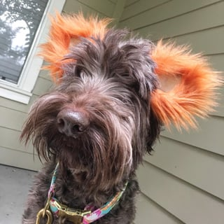 Cheezburger Image 10610894080