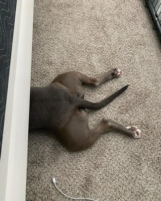 Cheezburger Image 10610894336