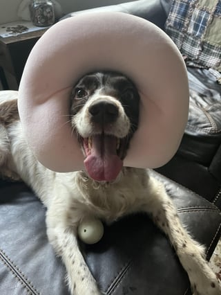 Cheezburger Image 10610894592