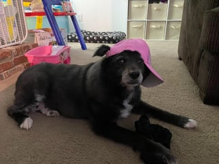 Cheezburger Image 10610895360