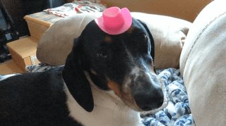 Cheezburger Image 10610895616