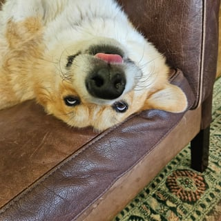 Cheezburger Image 10610896128