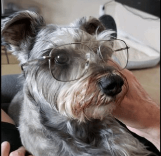 Cheezburger Image 10610896384