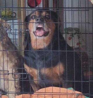 Cheezburger Image 10610896640