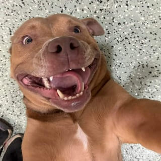 Cheezburger Image 10610897152