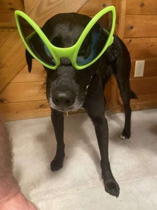 Cheezburger Image 10610897920