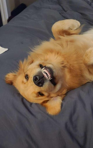 Cheezburger Image 10610898176