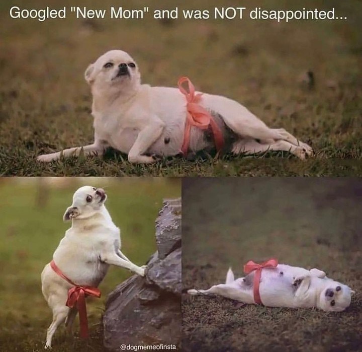 Googled "New Mom" and was NOT disappointed... @dogmemeofinsta