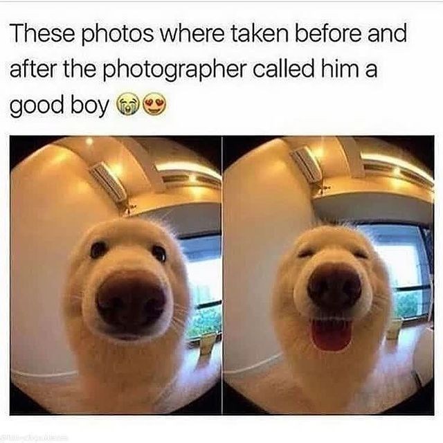 These photos where taken before and after the photographer called him a good boy