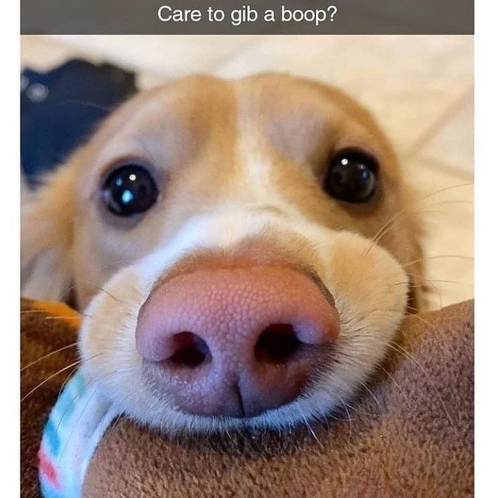 Care to gib a boop?