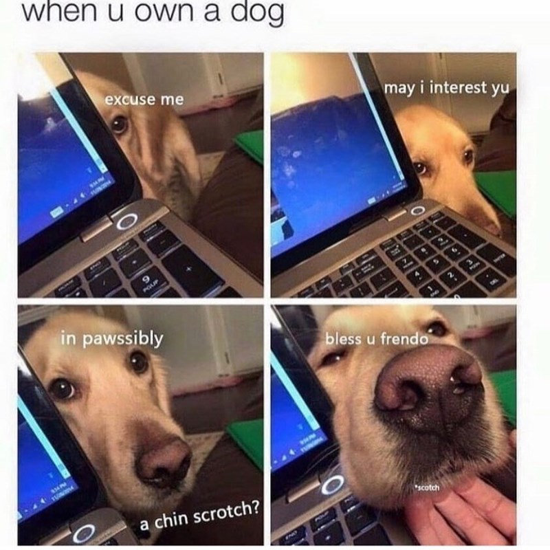 1100/2014 when u own a dog excuse me POUP in pawssibly a chin scrotch? may i interest yu bless u frendo scotch