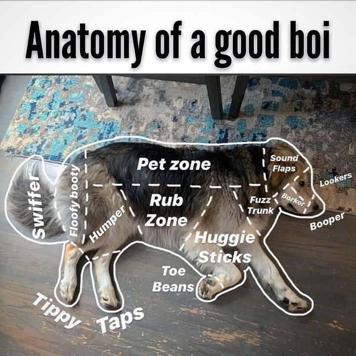 Anatomy of a good boi Swiffer Floofy booty Tippy Humper Pet zone Rub Zone Sound Fuzz Trunk Huggie Sticks Flaps Lookers Borker Booper Toe Taps Beans