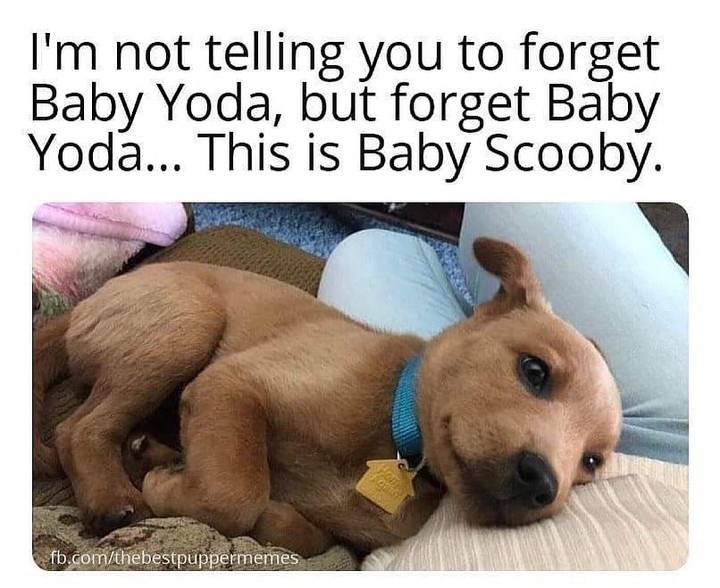 I'm not telling you to forget Baby Yoda, but forget Baby Yoda... This is Baby Scooby. fb.com/thebestpuppermemes
