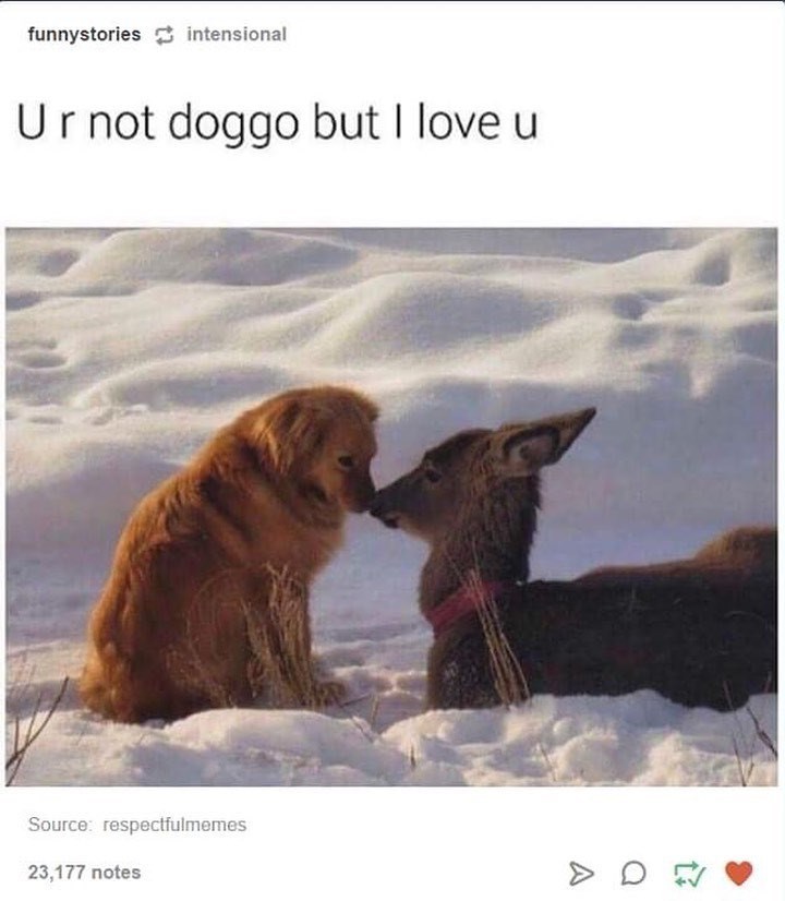 funnystories intensional Ur not doggo but I love ut Source: respectfulmemes 23,177 notes > D2