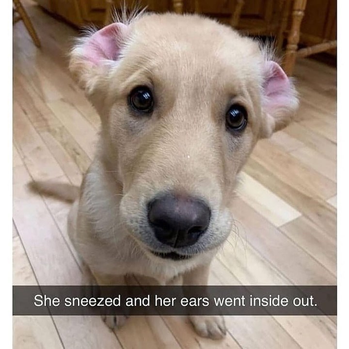 She sneezed and her ears went inside out.