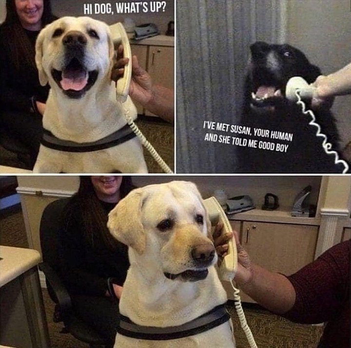 HI DOG, WHAT'S UP? I'VE MET SUSAN, YOUR HUMAN AND SHE TOLD ME GOOD BOY