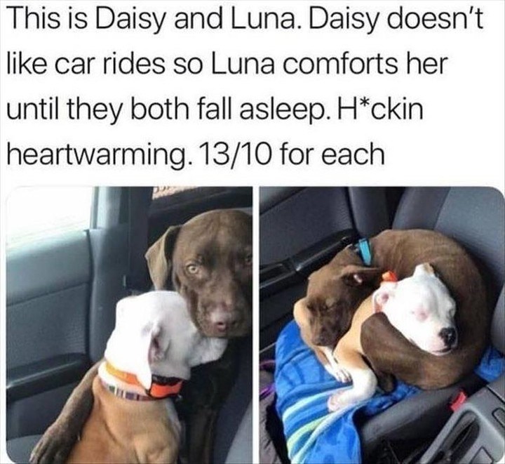 This is Daisy and Luna. Daisy doesn't like car rides so Luna comforts her until they both fall asleep. H*ckin heartwarming. 13/10 for each