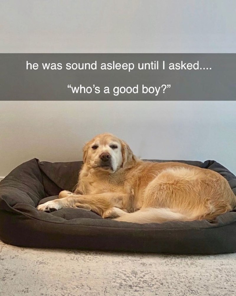 he was sound asleep until I asked.... "who's a good boy?"