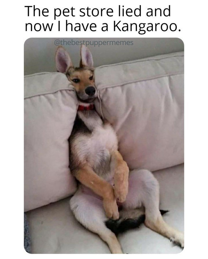 The pet store lied and now I have a Kangaroo. @thebestpuppermemes