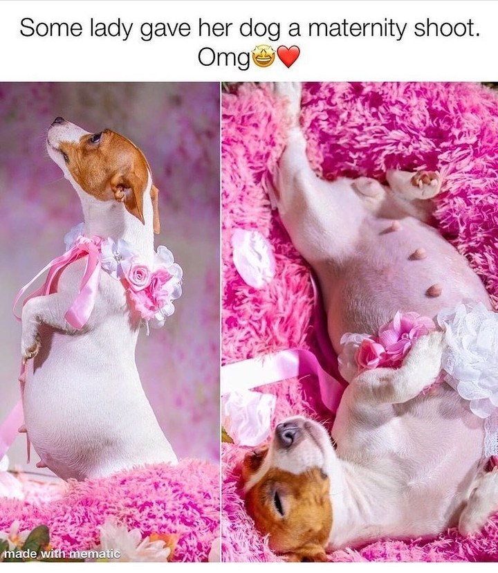 Some lady gave her dog a maternity shoot. Omg made with mematic