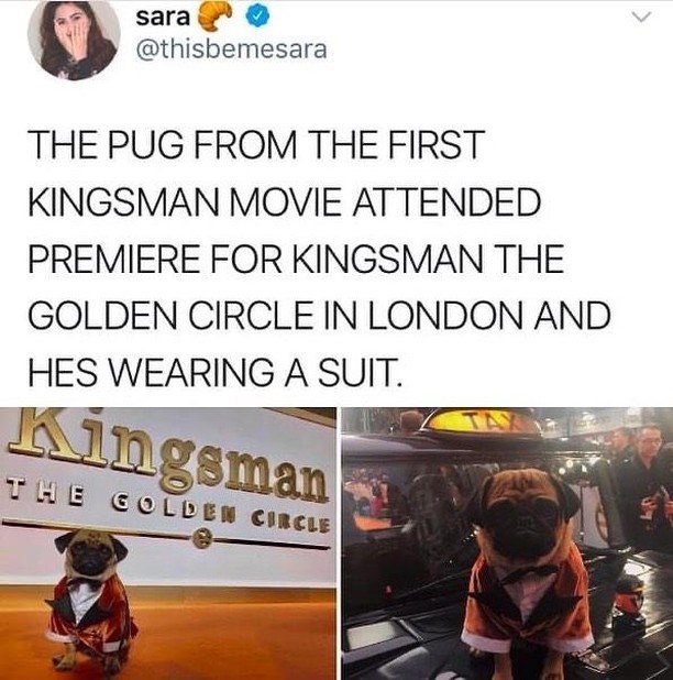 sara @thisbemesara THE PUG FROM THE FIRST KINGSMAN MOVIE ATTENDED PREMIERE FOR KINGSMAN THE GOLDEN CIRCLE IN LONDON AND HES WEARING A SUIT. Kingsman THE GOLDEN CIRCLE TAY