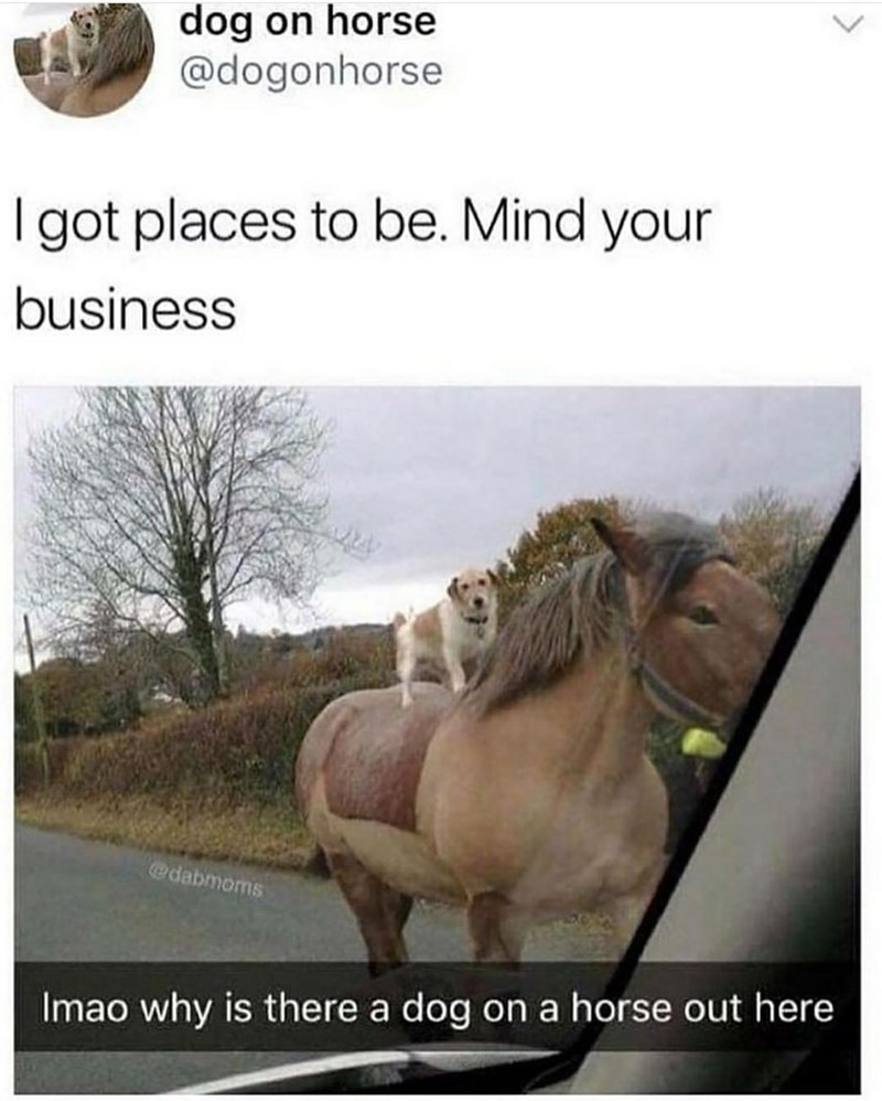 dog on horse @dogonhorse I got places to be. Mind your business edabmoms Imao why is there a dog on a horse out here