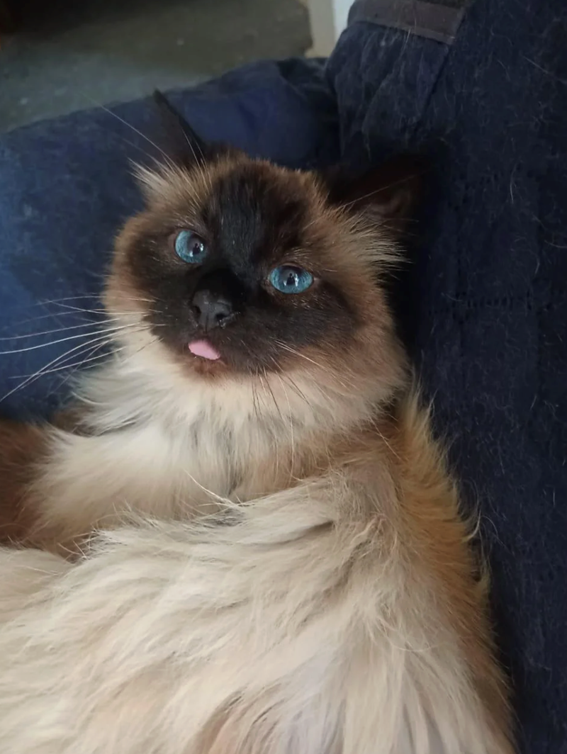 Cheezburger Image 10610904320