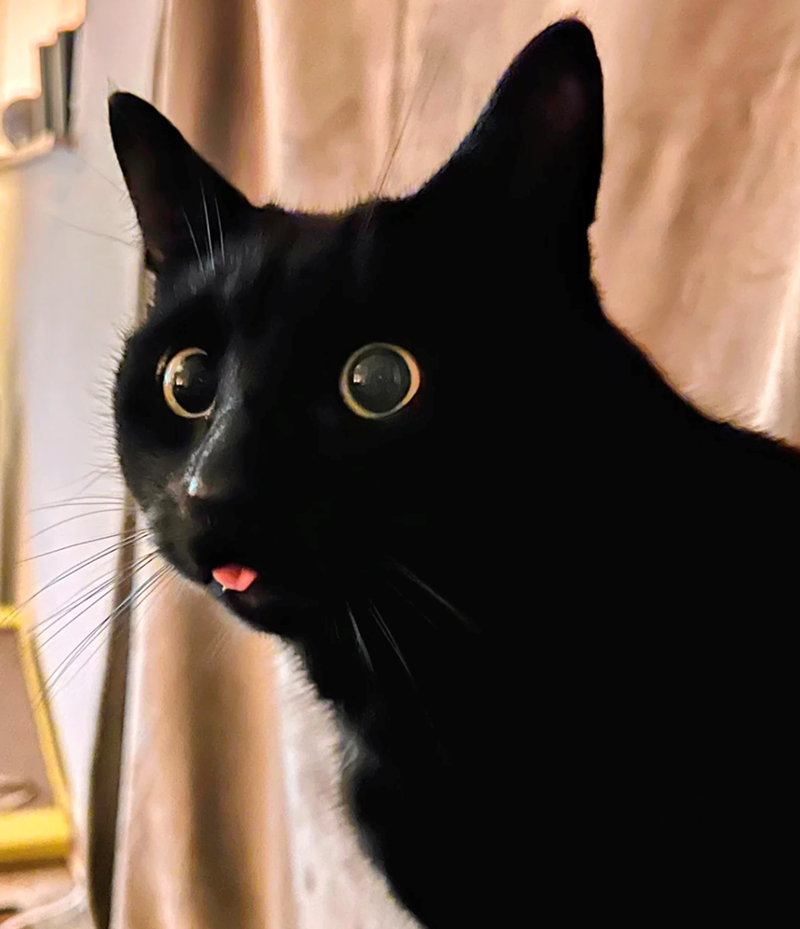 Cheezburger Image 10610904832