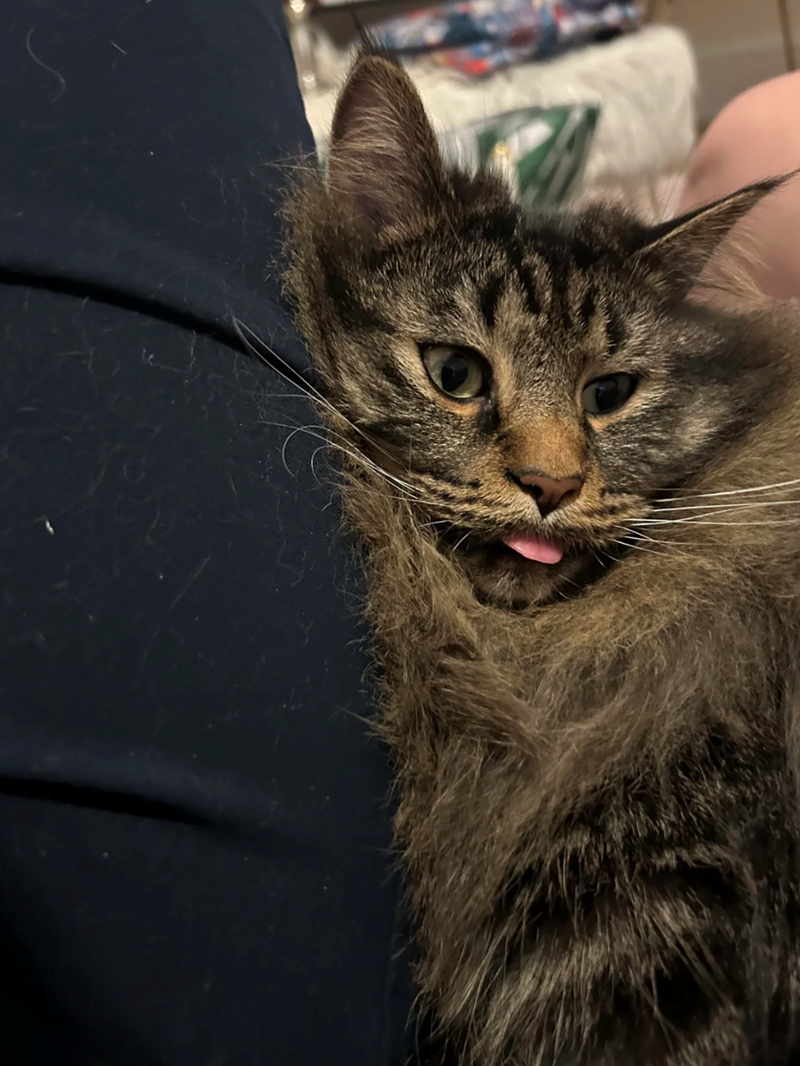 Cheezburger Image 10610905088