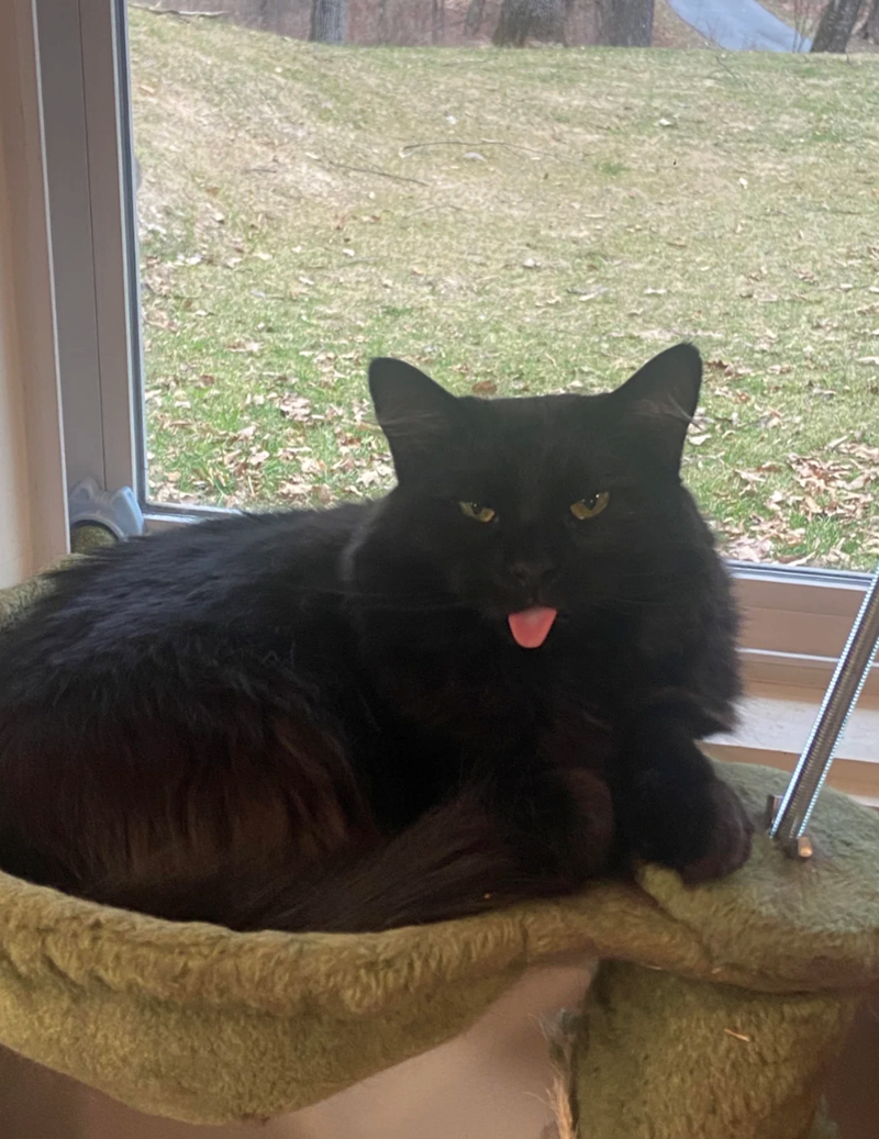 Cheezburger Image 10610905344