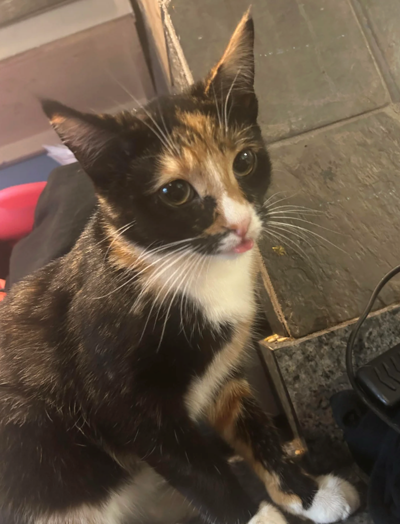 Cheezburger Image 10610905600