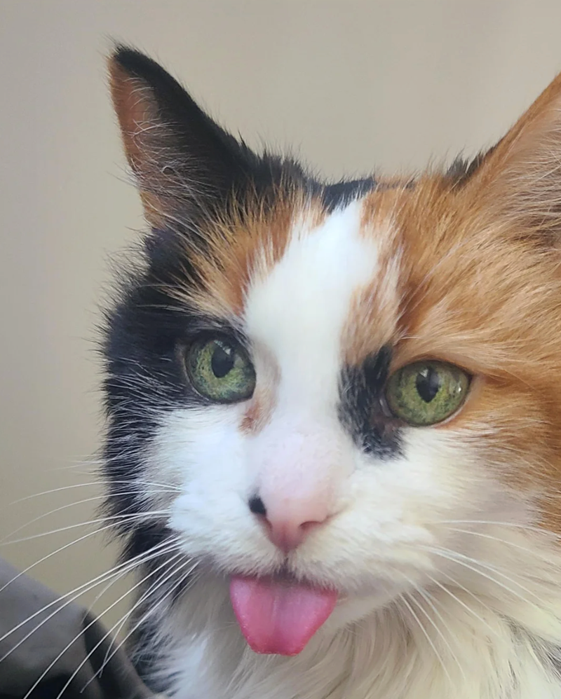 Cheezburger Image 10610906112