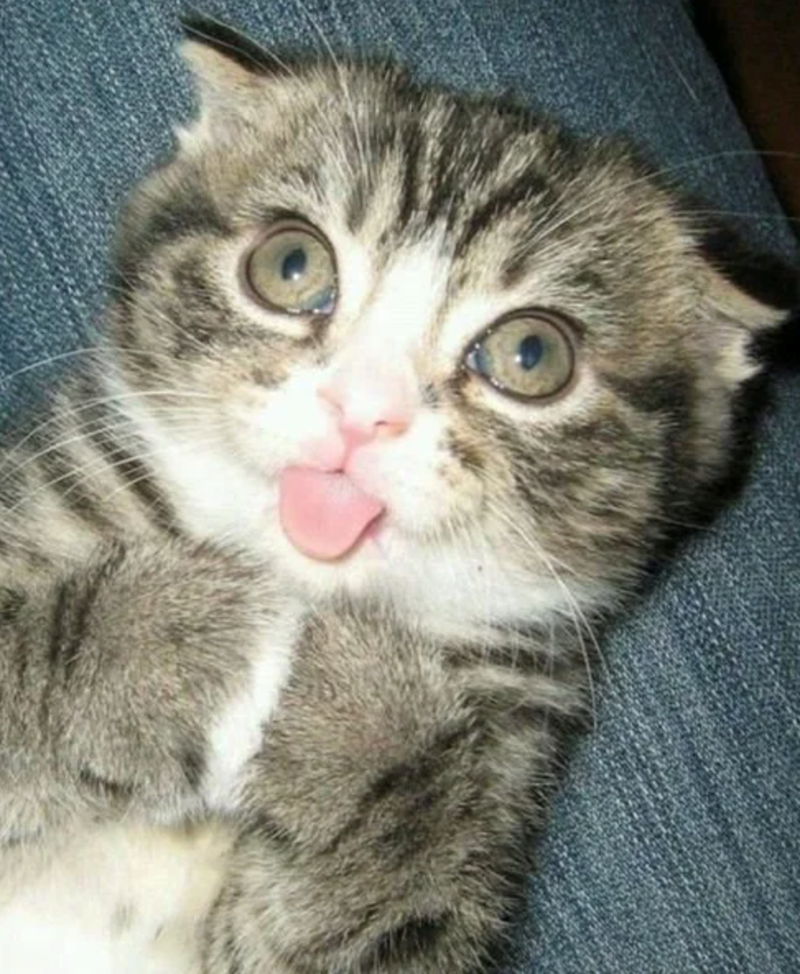 Cheezburger Image 10610906368