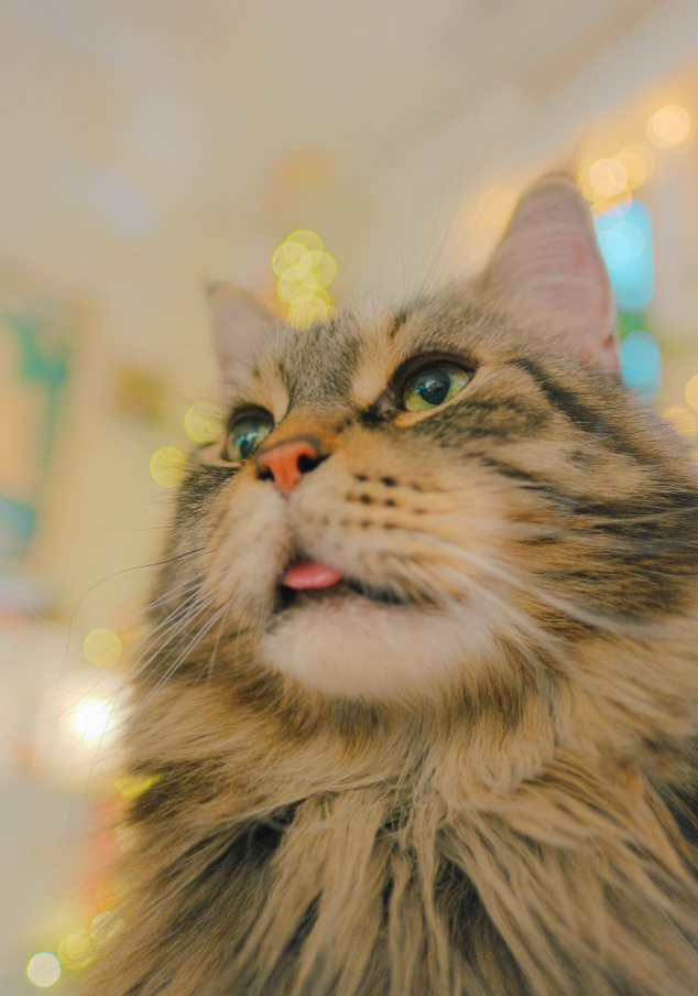 Cheezburger Image 10610906880