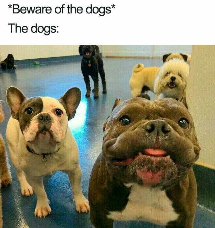 *Beware of the dogs* The dogs: