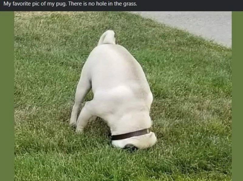 My favorite pic of my pug. There is no hole in the grass.