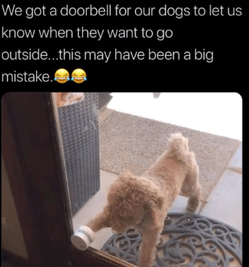 We got a doorbell for our dogs to let us know when they want to go outside...this may have been a big mistake.