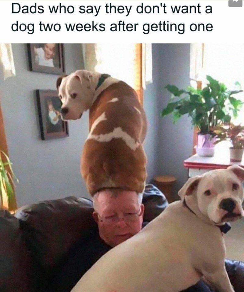 Dads who say they don't want a dog two weeks after getting one