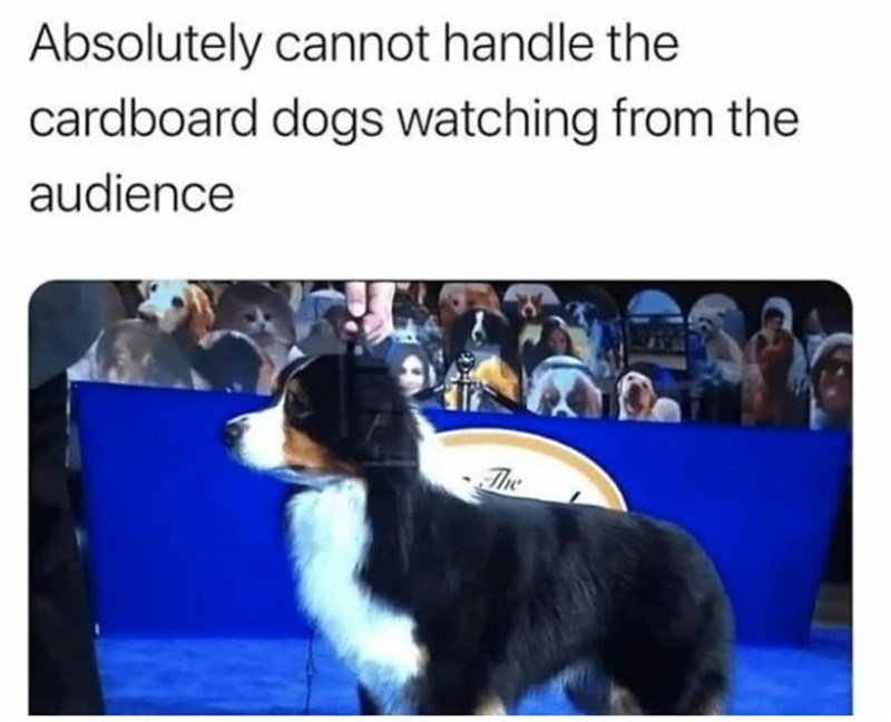 Absolutely cannot handle the cardboard dogs watching from the audience The