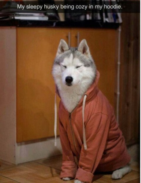 My sleepy husky being cozy in my hoodie.
