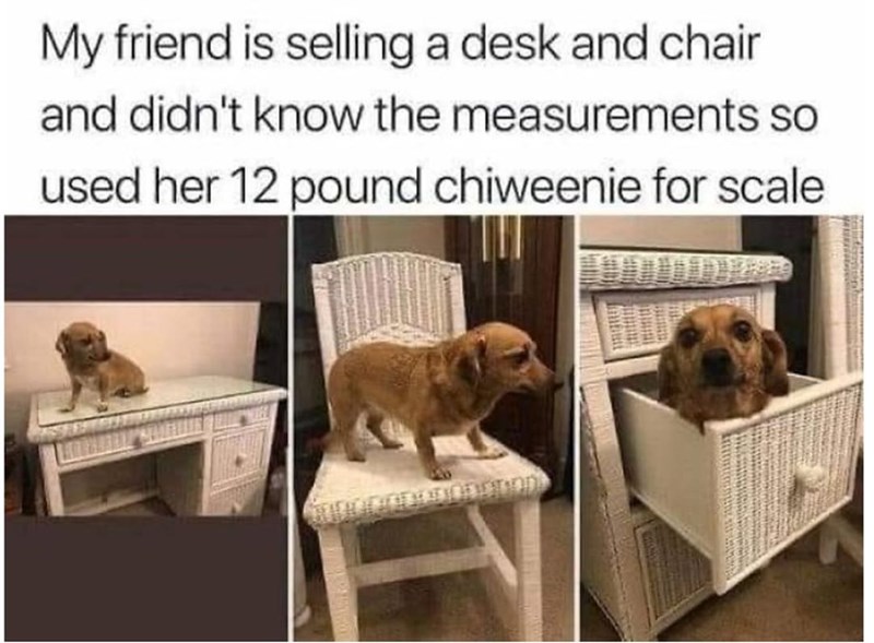 My friend is selling a desk and chair and didn't know the measurements so used her 12 pound chiweenie for scale