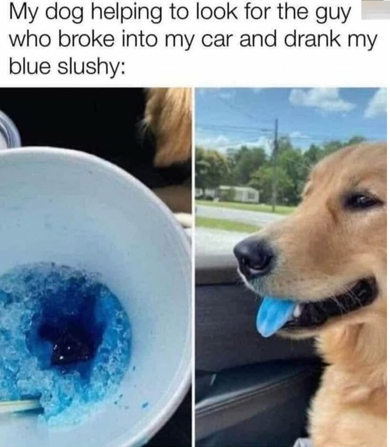 My dog helping to look for the guy who broke into my car and drank my blue slushy: