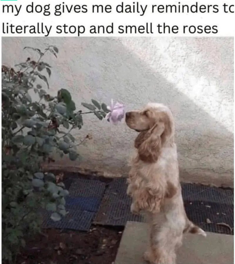 my dog gives me daily reminders to literally stop and smell the roses