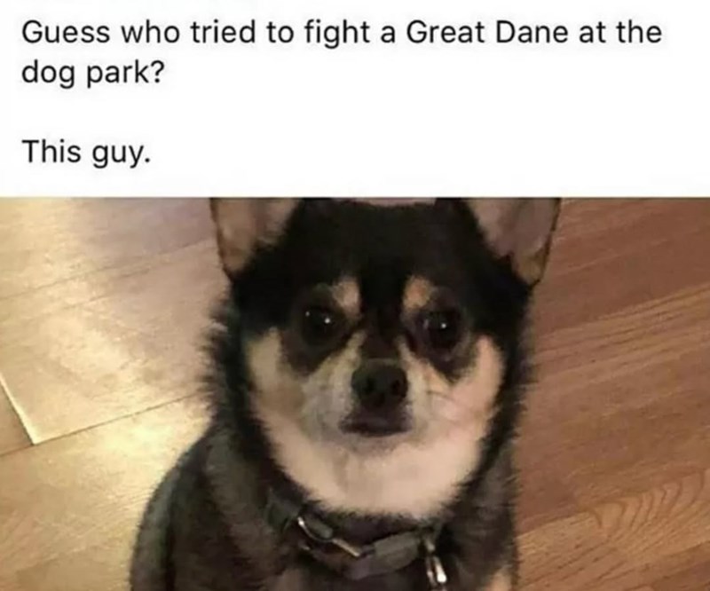 Guess who tried to fight a Great Dane at the dog park? This guy.